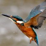 http://www.mytwendesafari.com/bird-watching-photography-tour-in-kenya-2/