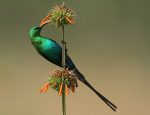 http://www.pbase.com/rainbirder/mount_kenya_birds&page=all