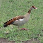 http://www.ontdekkenya.com/E/bird-photography/common-birds.html