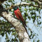 http://aviansafaris.com/birding-kenya/kenya-bird-watching-tours/birding-and-wildlife-19-days