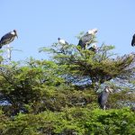 The marabous like to sit on the trees, especially very high and they have their sleeping places there, too