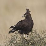 http://www.arcticimages.com/portfolio/africa-kenya-tanzania-birds-of-prey/