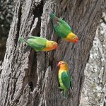 http://www.tropicalbirding.com/africa-tours/kenya/