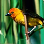 http://ayay.co.uk/background/animals/birds/golden-weaver-kenya-east-africa/