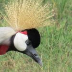 http://www.travelingsaurus.com/2015/10/the-beautiful-birds-yes-birds-of-kenya/