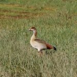 At lake Nakuru in Kenya in Africa is a paradise for birds, geese, comorans, herons, pelicans etc