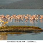 https://www.shutterstock.com/search/kenya+birds