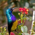 https://www.pinterest.com/char57/beautiful-birds/