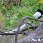 http://www.ontdekkenya.com/E/bird-photography/wild-bird-identification.html