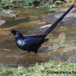 http://www.ontdekkenya.com/E/bird-photography/common-birds.html