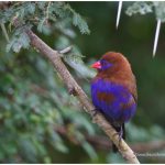 https://thewildernessalternative.com/2013/12/27/birds-of-kenya/kenya-birds-40/