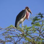 The marabous like to sit on the trees, especially very high and they have their sleeping places there, too