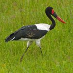 http://wildaboutanimals.forumotion.net/t2291-birds-of-meru-national-park-kenya-dec-2012