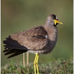 https://thewildernessalternative.com/2013/12/27/birds-of-kenya/kenya-birds-35/