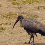 https://pixabay.com/en/hadda-ibis-birds-africa-kenya-818028/