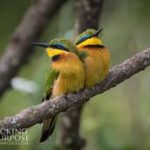 https://www.pinterest.com/kenyawildlife/birds-of-kenya/