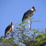 The marabous like to sit on the trees, especially very high and they have their sleeping places there, too