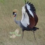http://www.ontdekkenya.com/E/bird-photography/bird-species-identification.html