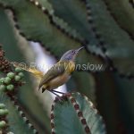 http://www.robertwinslowphoto.com/Animals/Birds/Birds-of-East-Africa/i-bQSZsKX