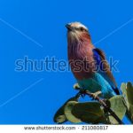 https://www.shutterstock.com/search/kenya+birds