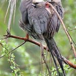 https://www.pinterest.com/janegilmore/birds-and-animals-kenya/