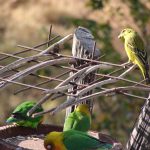 http://www.pandiawarleggan.com/kenya-birds/