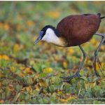 https://thewildernessalternative.com/2013/12/27/birds-of-kenya/kenya-birds-36/