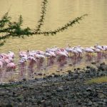 Flamingos on the shoreline