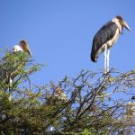 The marabous like to sit on the trees, especially very high and they have their sleeping places there, too