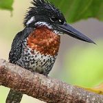 https://www.pinterest.com/mydkenya/birds-of-kenya/