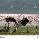 https://www.dreamstime.com/royalty-free-stock-photography-kenya-birds-image13536847