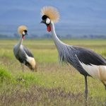 http://kenyanphotosafari.com/africa_images/birds/content/grey_crowned_crane_pair_large.html