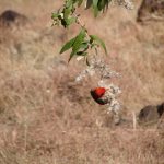 http://www.pandiawarleggan.com/kenya-birds/