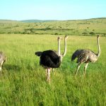 Masai Mara Forest Reserve a heaven for animal lovers. Situated in the east African region hosts to some wonderful creatures. These are a group of wild Ostrich