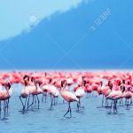 http://www.123rf.com/photo_10730625_flamingo-birds-in-the-lake-nakuru-african-safari-kenya.html