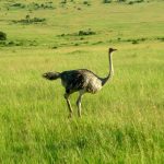 Masai Mara Forest Reserve a heaven for animal lovers. Situated in the east African region hosts to some wonderful creatures. These are a group of wild Ostrich