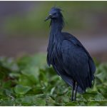 https://thewildernessalternative.com/2013/12/27/birds-of-kenya/kenya-birds-28/