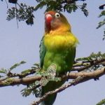 http://www.ontdekkenya.com/E/bird-photography/africa-easy-bird-watching.html