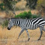 http://www.123rf.com/photo_13869754_zebra-with-birds-on-her-back-masai-mara-kenya.html