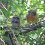 http://www.123rf.com/photo_3815728_kenya-safari-birds-in-samburu.html