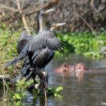 https://sierrastevensmcgeever.com/2013/05/23/lake-naivasha-kenya/