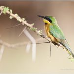 https://thewildernessalternative.com/2013/12/27/birds-of-kenya/kenya-birds-9/