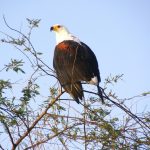 At Lake Naivasha in Kenya you can often watch the African fish eagle