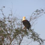At Lake Naivasha in Kenya you can often watch the African fish eagle