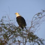 At Lake Naivasha in Kenya you can often watch the African fish eagle