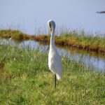 In Kenya, Africa, at lake Nakuru, it's a real paradise for birds of all kind, herons, ducks, geese etc