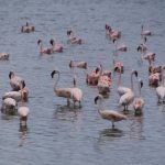 In Africa, Kenya, at Lake Bogoria you can find lots of flamingos, because of the salty lake