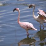 In Africa, Kenya, at Lake Bogoria you can find lots of flamingos, because of the salty lake