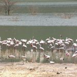 In Africa, Kenya, at Lake Bogoria you can find lots of flamingos, because of the salty lake