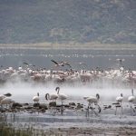 Flamingos appear to float in and out of the steam from hot springs at Lake Bogoria, Kenya